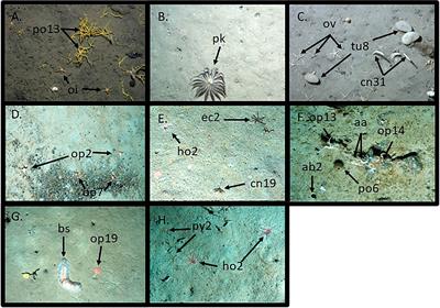 Community structure along the Western Antarctic continental shelf and a latitudinal change in epibenthic faunal abundance assessed by photographic surveys